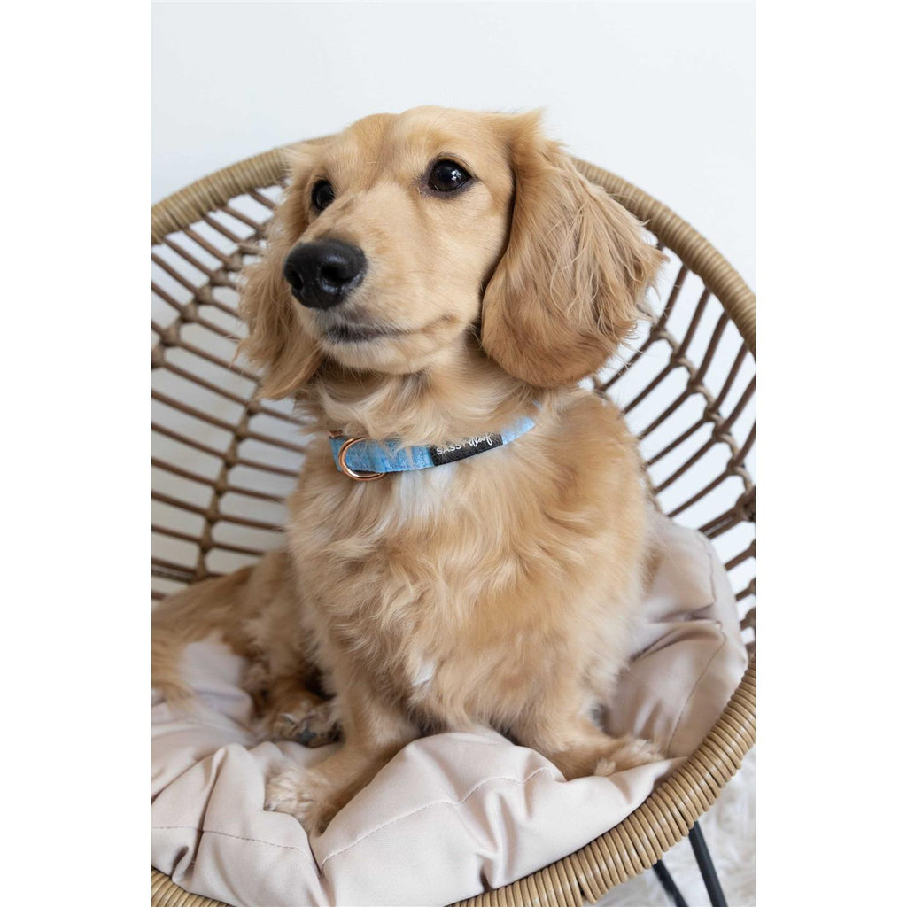 Dog Collar O2333