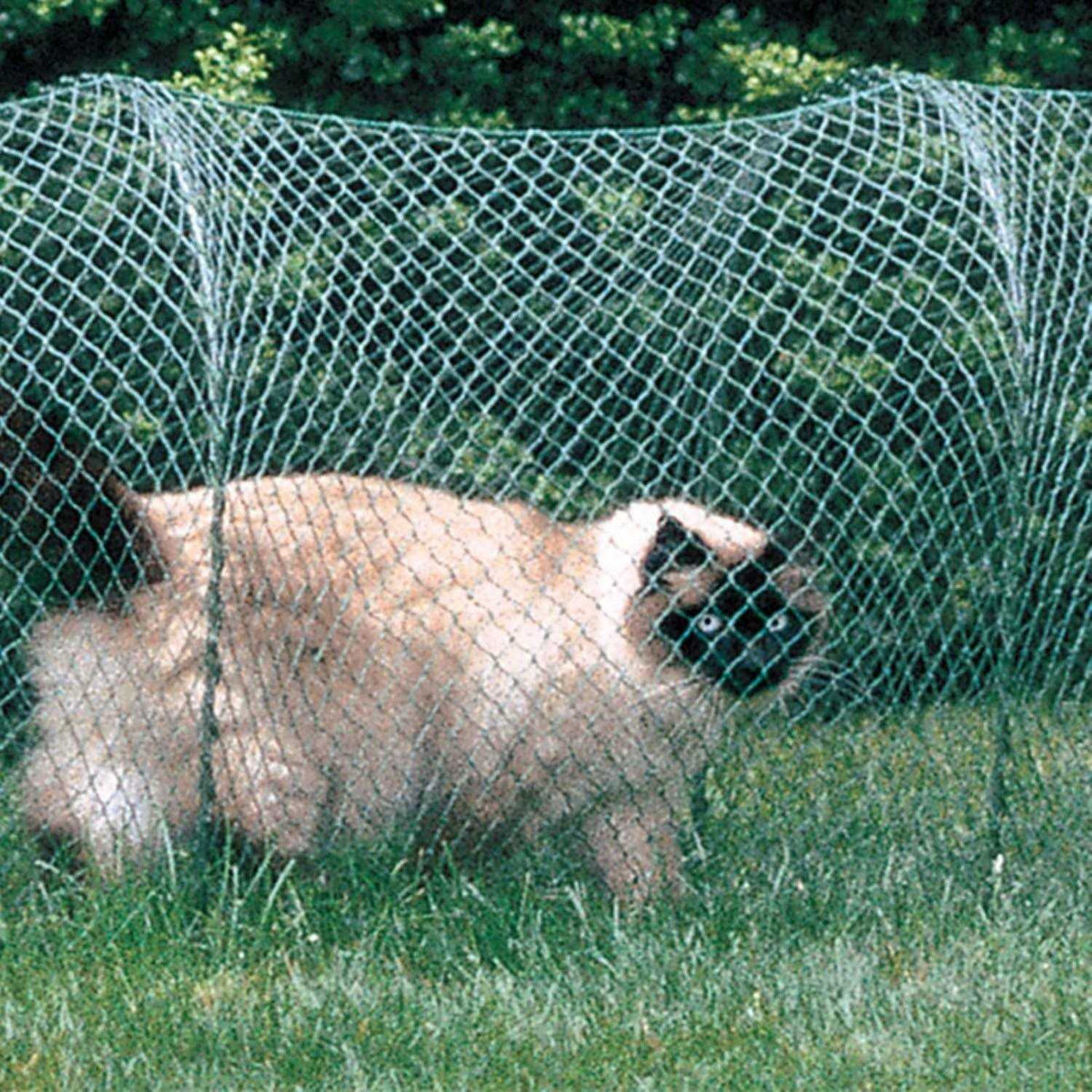 Outdoor Cat Enclosure R3992
