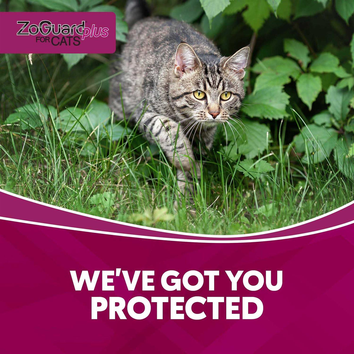 Cat Pet Supplies X584