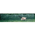 Outdoor Cat Enclosure R3992