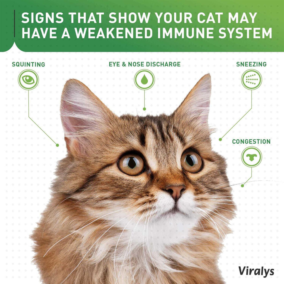 Viralys Oral Powder for Cats Y947684