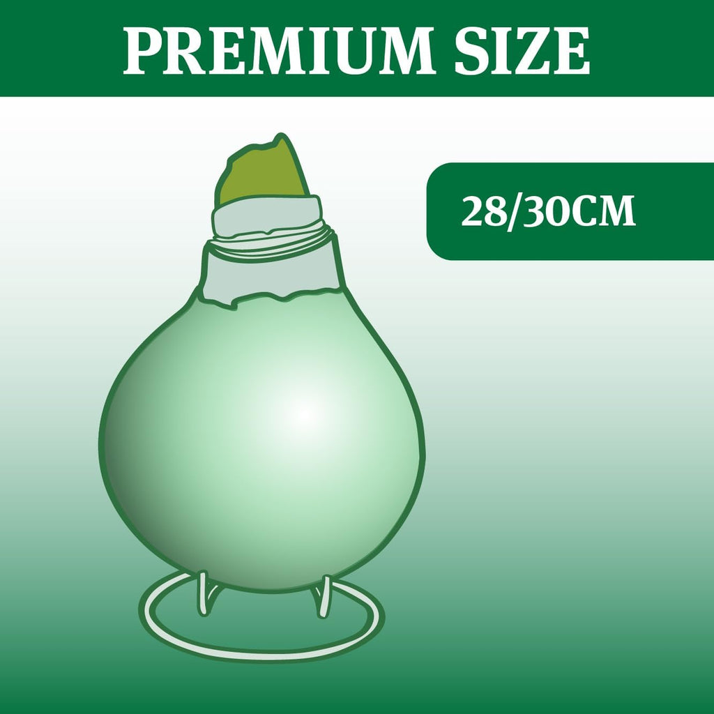 Waxed Amaryllis Flower Bulb with Stand B853085