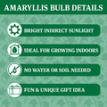 Waxed Amaryllis Flower Bulb with Stand B853085