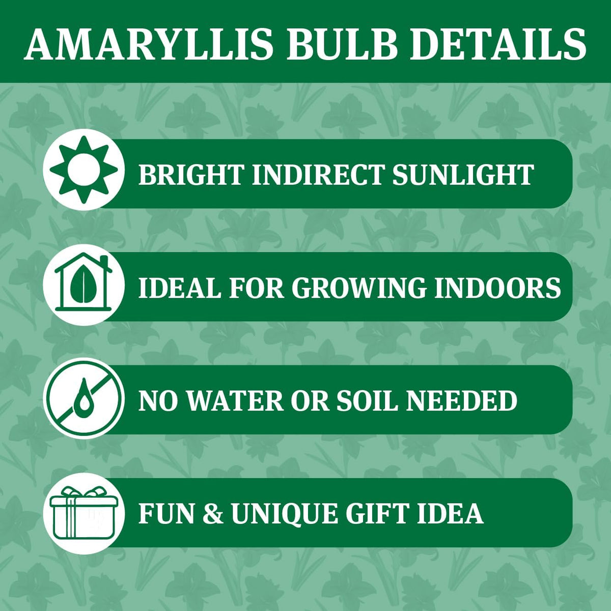 Waxed Amaryllis Flower Bulb with Stand B853085
