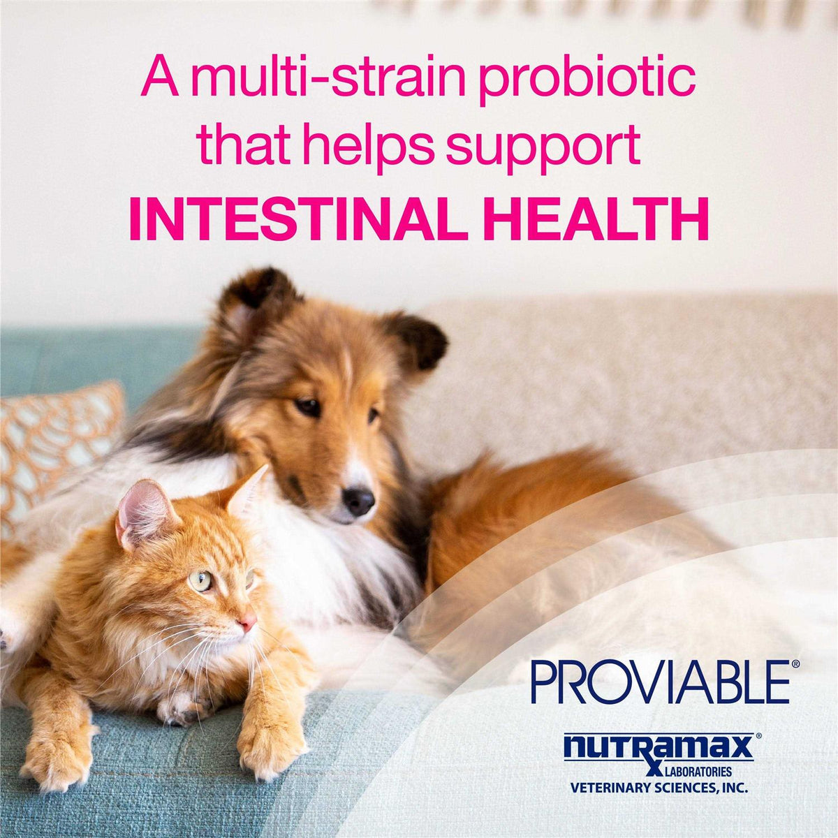Health Supplement Kit Dogs H9712