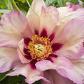 Set of 1 Yellow Peony Plant Root H74903