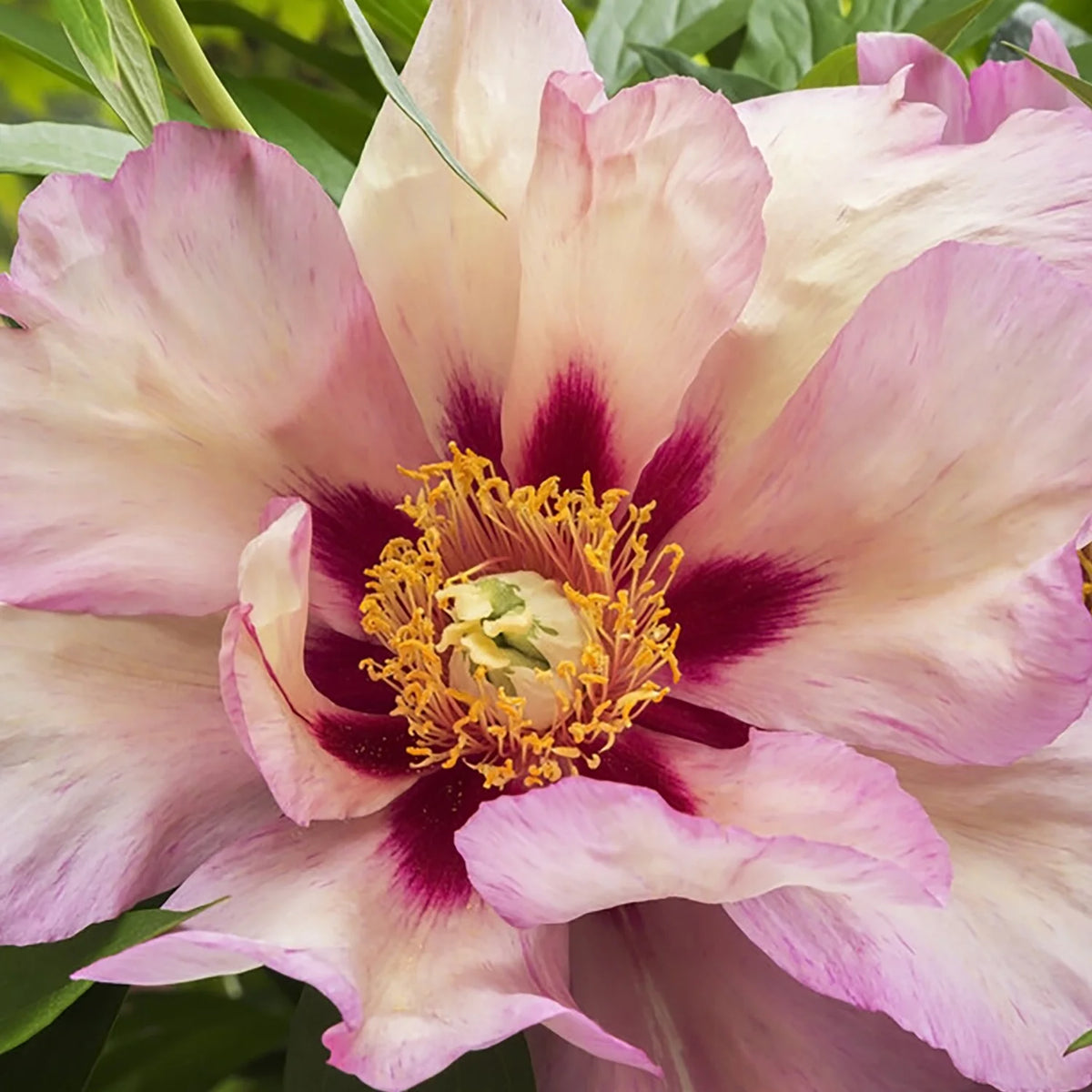 Set of 1 Yellow Peony Plant Root H74903