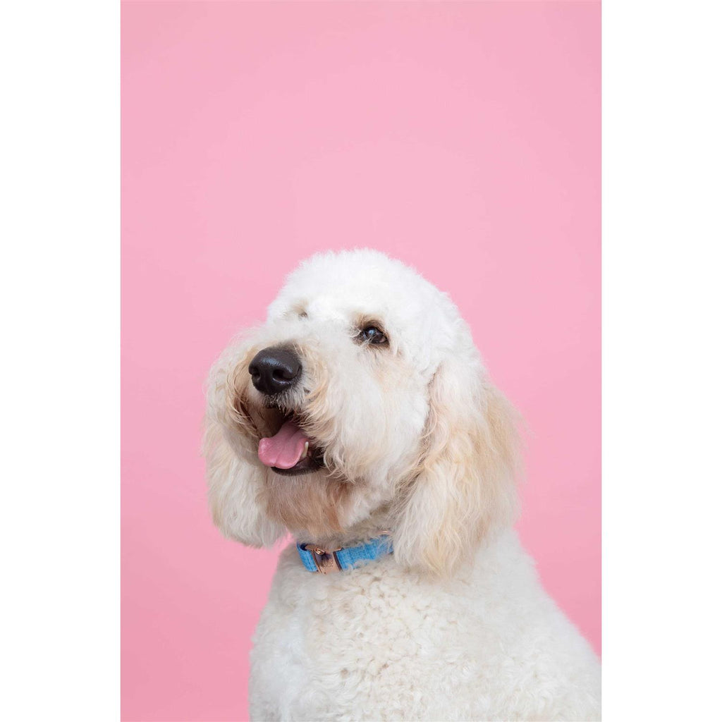 Dog Collar O2333