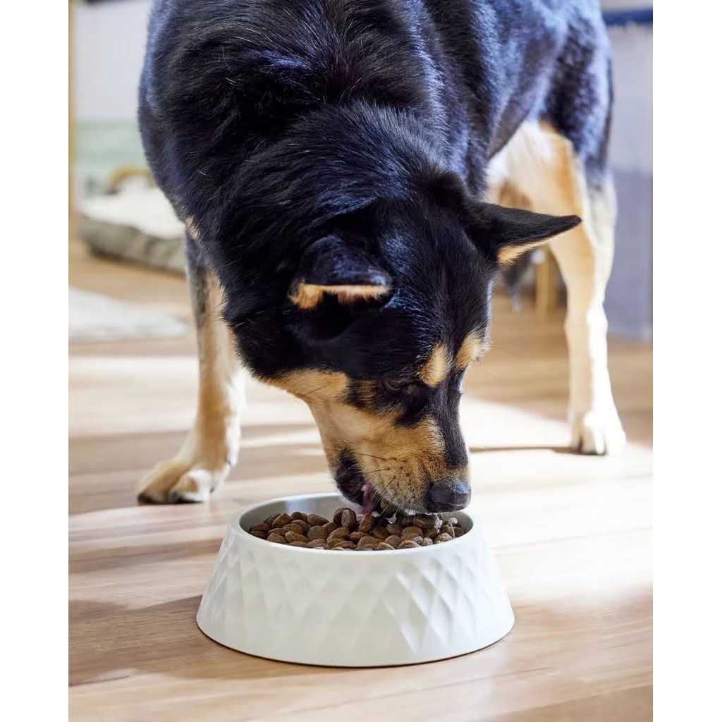 Grain Free Dry Dog Food P240361