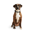 Dog Collar Q678