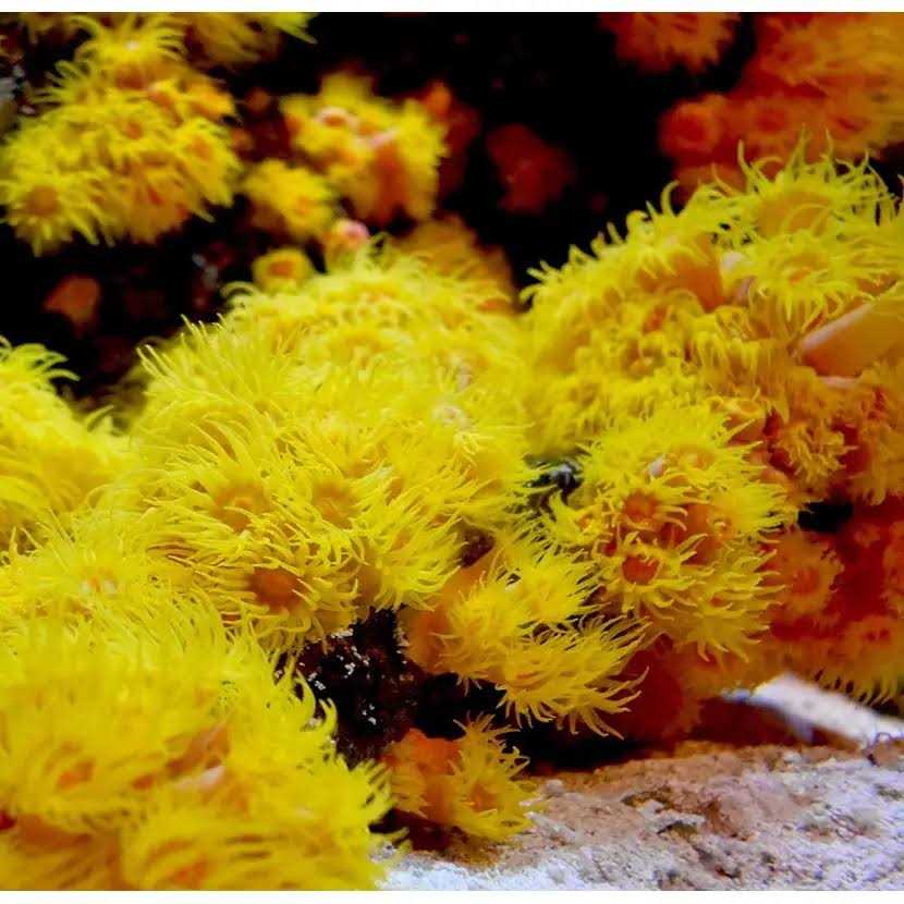 Reef Iodide X1460