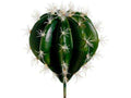 Green 6 Pieces Cactus Pick M5122