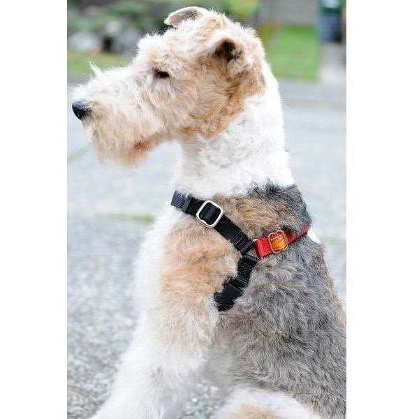 Dog Harness Z834761