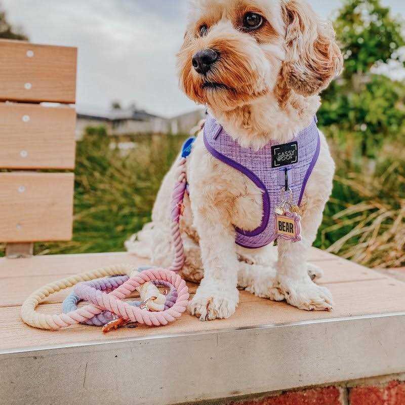 Dog Rope Leash G236113