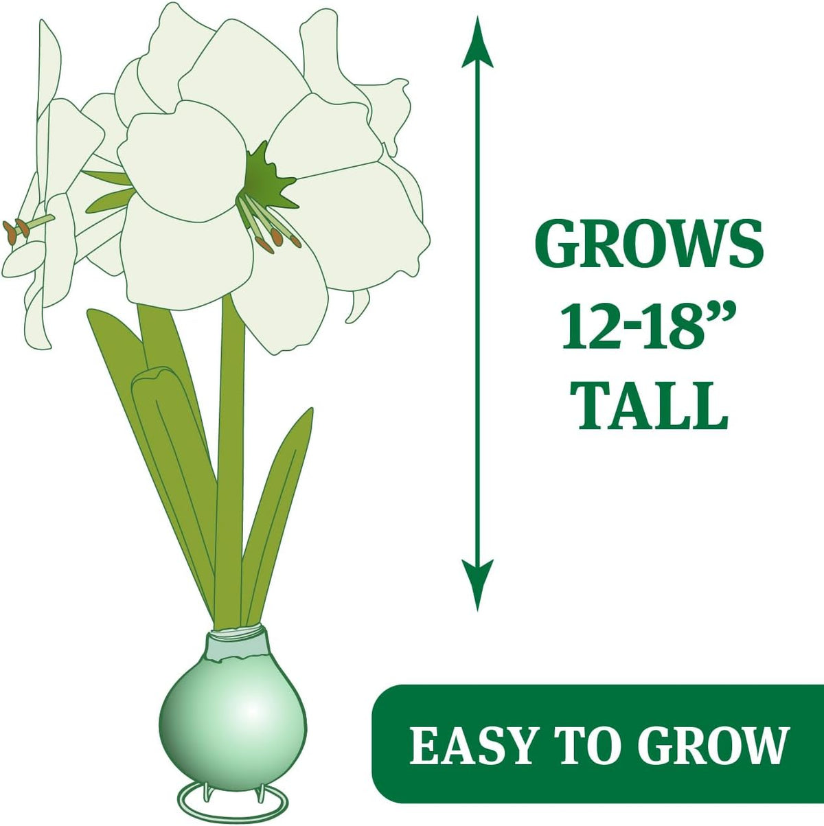 Waxed Amaryllis Flower Bulb with Stand B853085