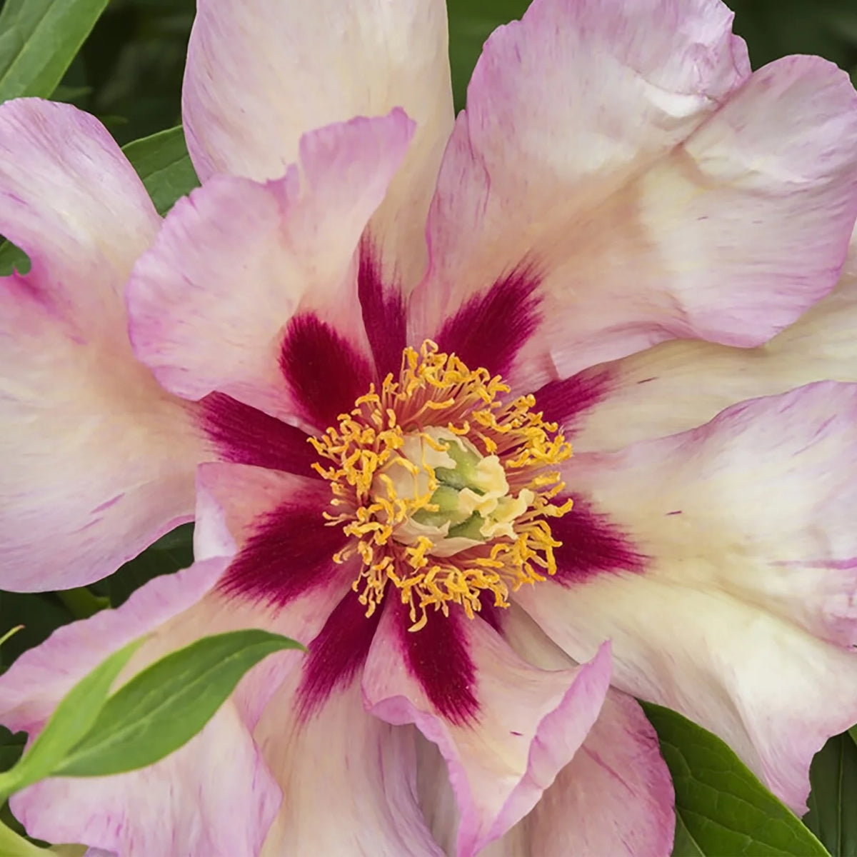 Set of 1 Yellow Peony Plant Root H74903
