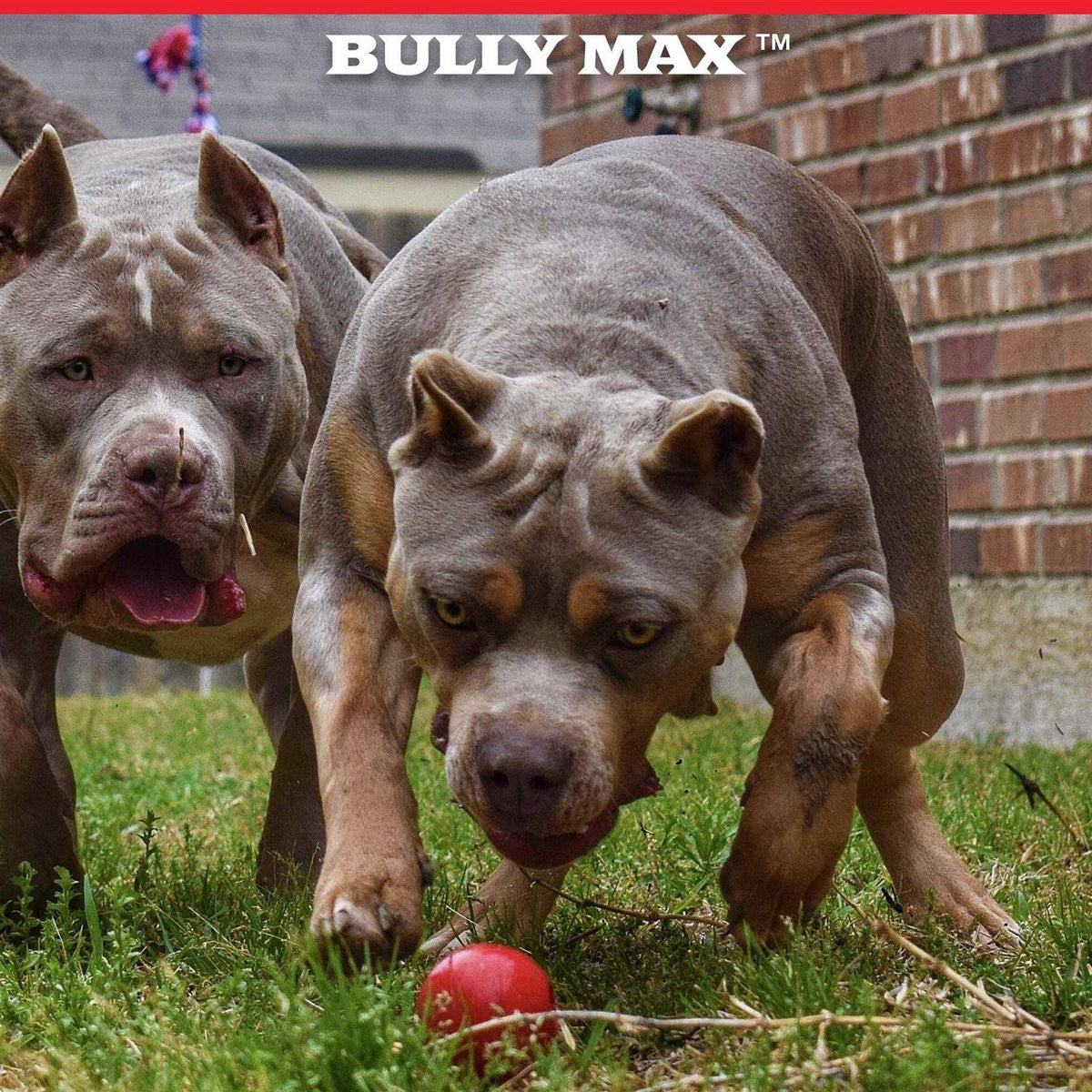 Dog Ball Toy for Aggressive Chewers L4729