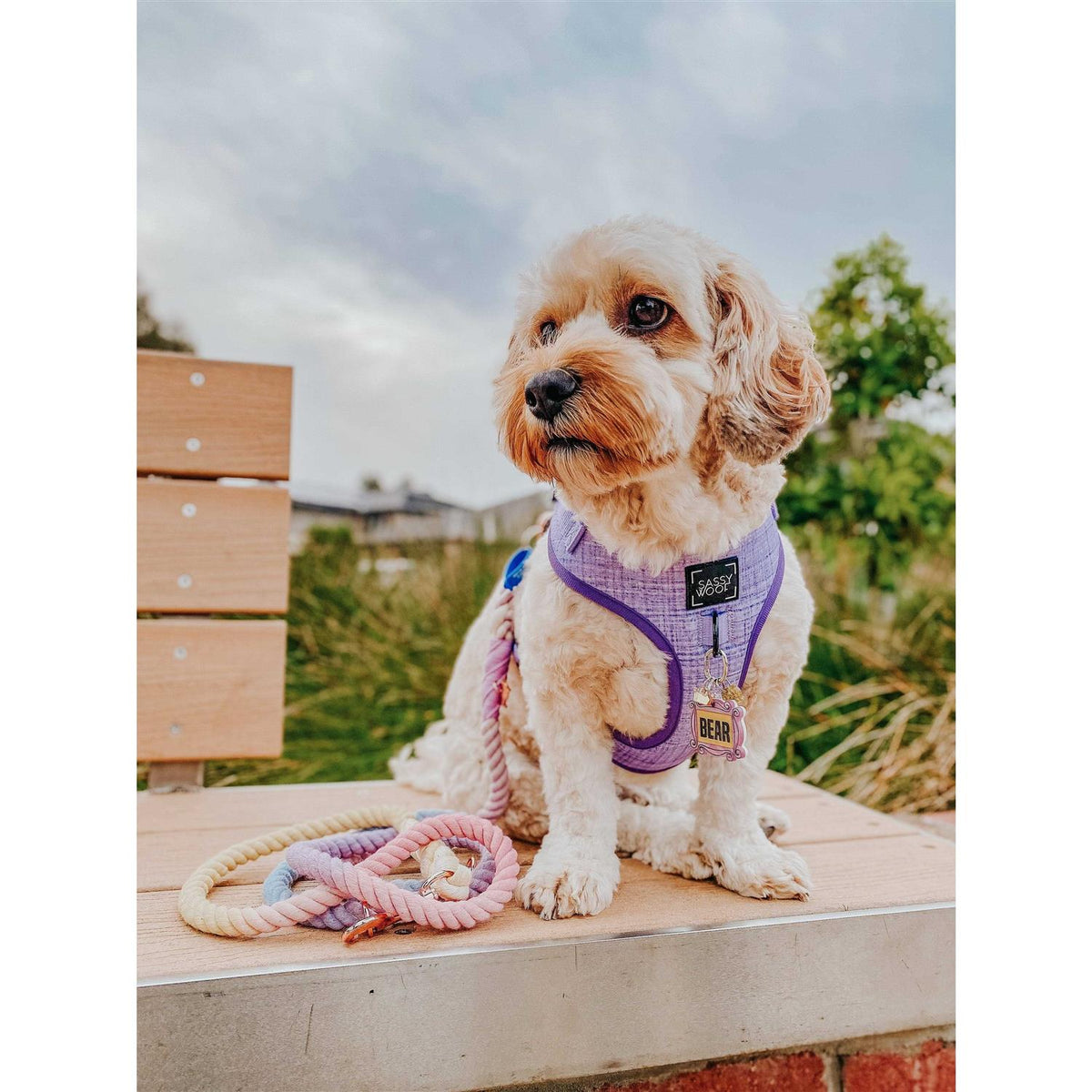 Dog Rope Leash G236113