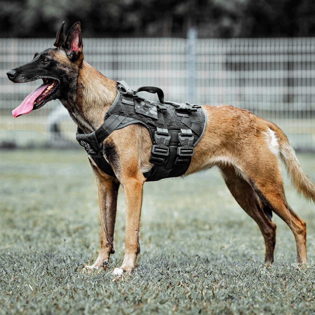 Tactical Dog Harness Adjustable Padded MOLLE Vest B701279