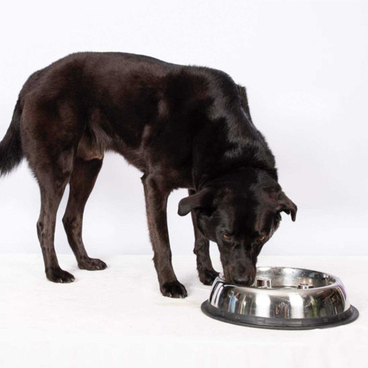 Stainless Steel Dog Bowl X59859