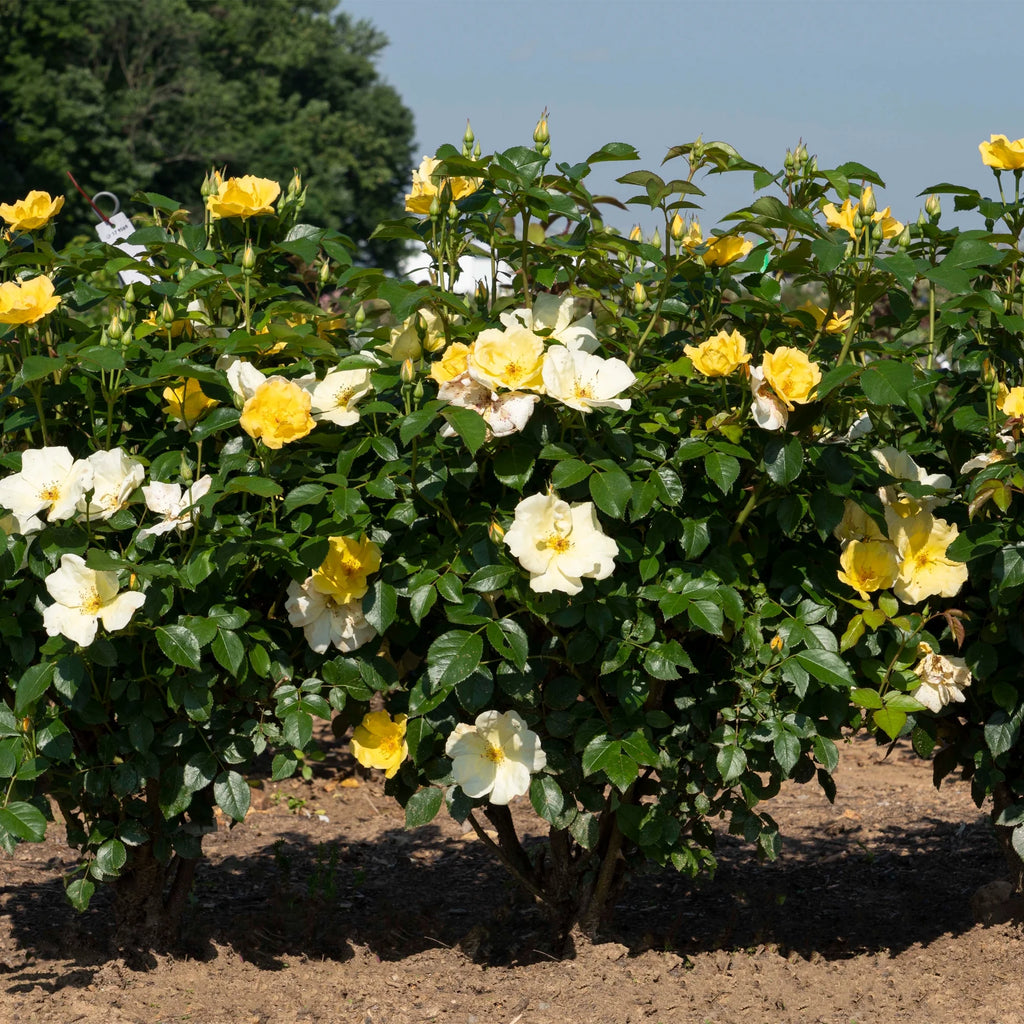 Rose Plant with Yellow Blooms 1 Gallon Q359