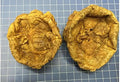 Freeze-Drying Sheep Placenta 500 Grams O8189